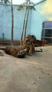 南京珍珠泉动物园小老虎打架嬉闹