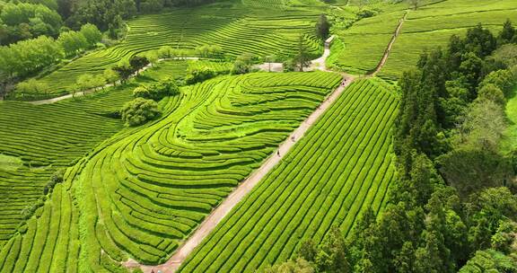 种植园，梯田，茶，绿色