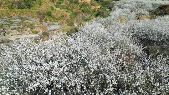 户外满树李花盛开的美丽景象