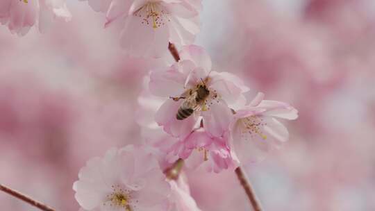 蜜蜂采蜜