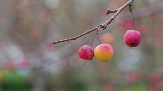 树枝上的果实特写