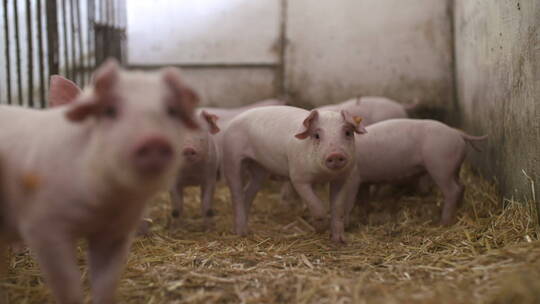 养猪场里的小猪仔视频素材模板下载
