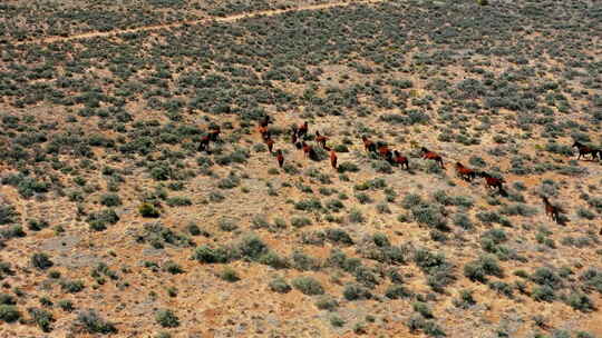 美国西部野马的鸟瞰图