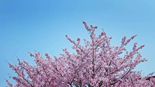 青岛春天樱花赏春