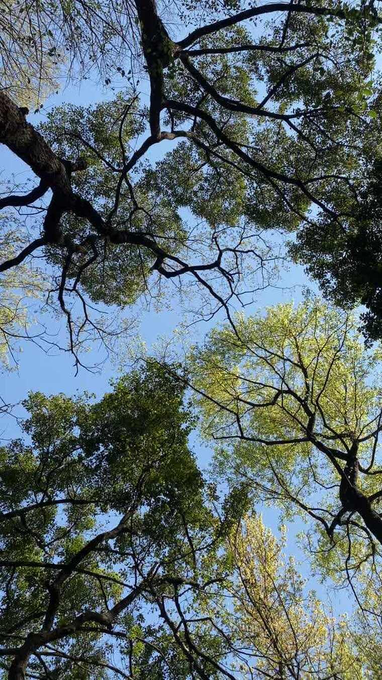 杭州西湖仰视树林与蓝天空镜头治愈环境音