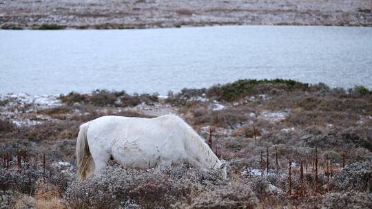 在雪地里的白马