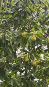 竖版航拍秋天果实板栗植物实拍