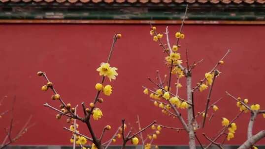 红墙前绽放的黄色梅花