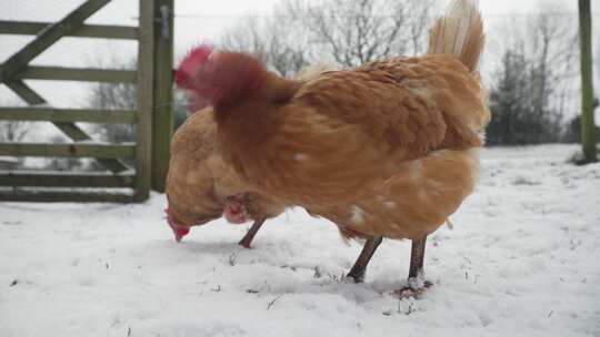 鸡在寒冷的冬天在有机农场觅食 自由放养