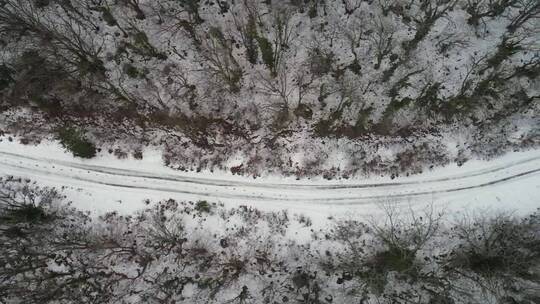 林地之间积雪覆盖的小径视频素材模板下载