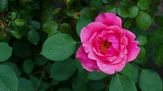 雨后 月季花朵