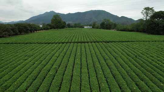 广西桂林尧山茶园