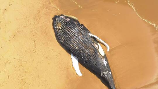死去的鲸鱼躺在海滩上视频素材模板下载