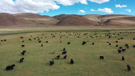 藏牦牛 奔跑的牦牛 高原动物视频素材模板下载