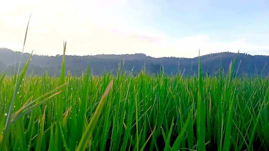小麦 稻田 清晨 露水