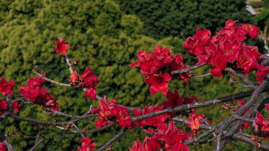 枝头盛开的木棉花特写