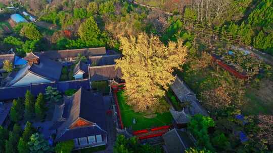 西安古观音禅寺千年银杏树