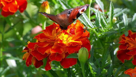 蝴蝶停在花朵上特写