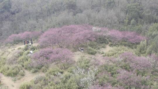 超山梅花航拍