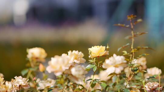 阳光下公园花坛中的月季花