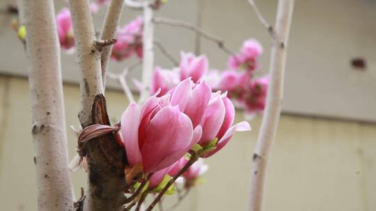 【镜头合集】玉兰花桃花鲜花春季开花