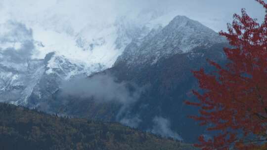 白雪覆盖，山，秋天，树木