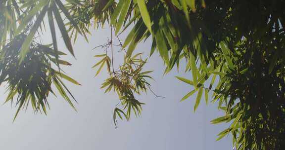 竹子竹叶秋日阳光光斑意境特写