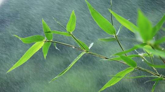 雨水雨滴竹林竹叶禅意自然唯美空镜