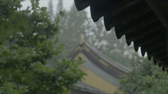 有版权」LOG高速拍摄树叶下雨雨滴4K