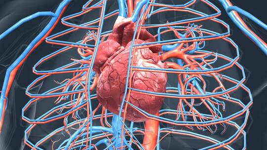 3D真实心脏医学动画医学人体心脏运转跳动