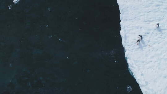 企鹅巴布亚在背景下跳上浮冰