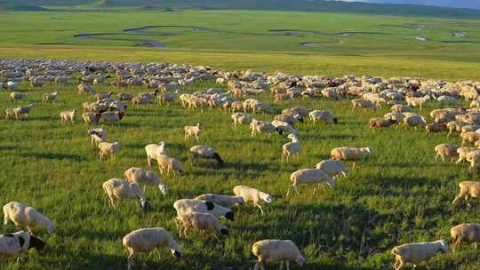 呼伦贝尔草原夏季牧场羊群