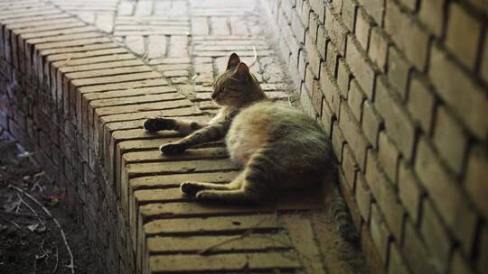 怀孕的猫躺在地上休息大肚子