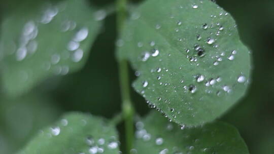 水滴凝结在植物的叶子上