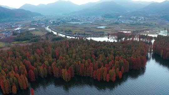 宁波余姚四明湖红杉林湿地风光航拍