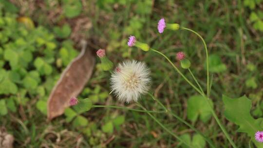 草丛里的野花