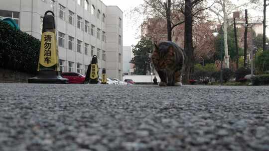 武汉统战部猫咪地拍709