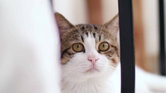 慵懒可爱的猫咪特写，萌宠宠物4K视频素材视频素材模板下载