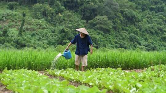 农民浇水菜园