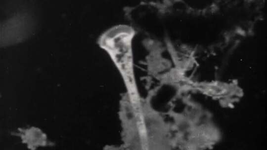 40-50年代生化生物科学家传染病原防护服