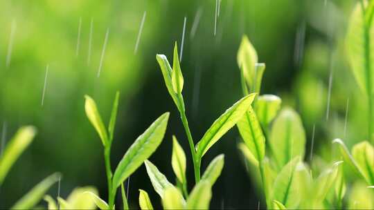 茶叶广告宣传 清明谷雨 茶叶嫩芽特写