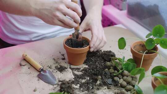 种植在花盆里的人