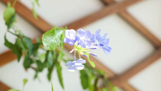 风吹蓝雪花