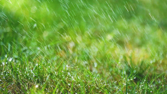 雨天下雨绿色小草雨滴