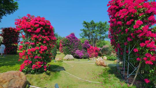 南宁青秀山三角梅花园叶子花