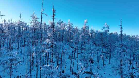 林海雪原 唯美高山雾凇