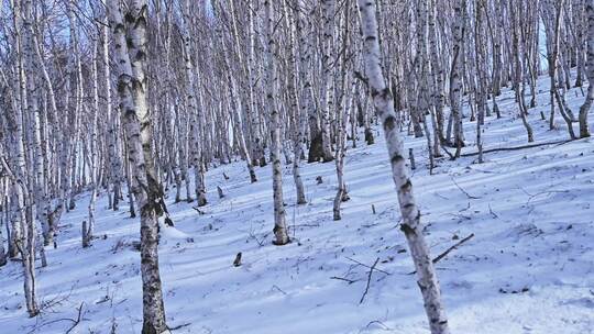 冬季森林白桦林蓝天白云雪景