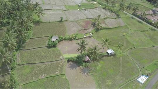 印度尼西亚巴厘岛乌布稻田水梯田鸟瞰视频素材模板下载