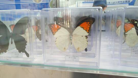 昆虫蝴蝶标本视频素材模板下载