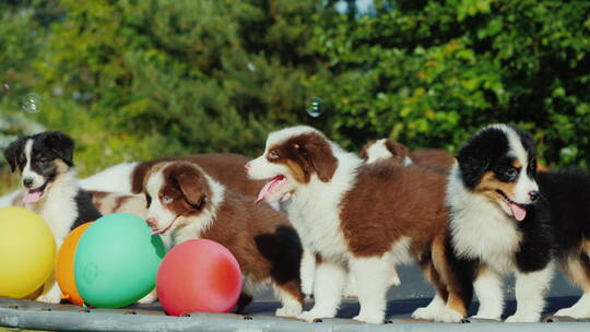 一群小狗站在蹦床上玩耍附近有许多气球和泡泡